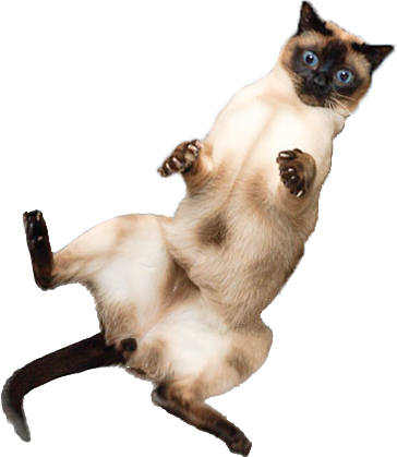 Http - //i - Imgur - Com/rgabeg7 - Scared Cat Png (364x419), Png Download