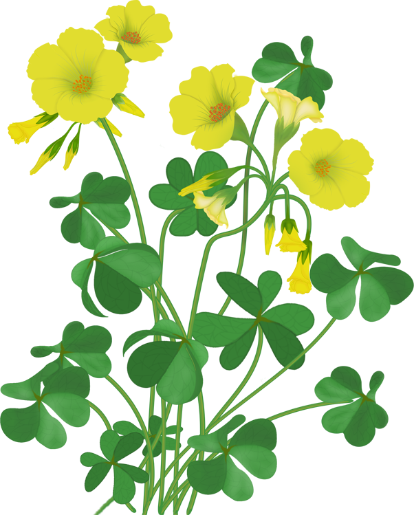 Perfect X Flowers With 34 Beauty Wooden Stick Png - Flower (602x749), Png Download