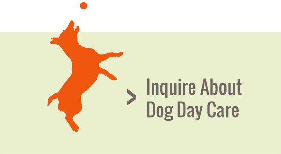 Arizona's Premier Pet Resort - Jack Russell Jumping Silhouette (552x303), Png Download