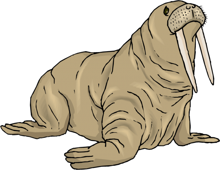 Free Png Walrus Png Background Image Png Images Transparent - Walrus Clip Art (850x659), Png Download