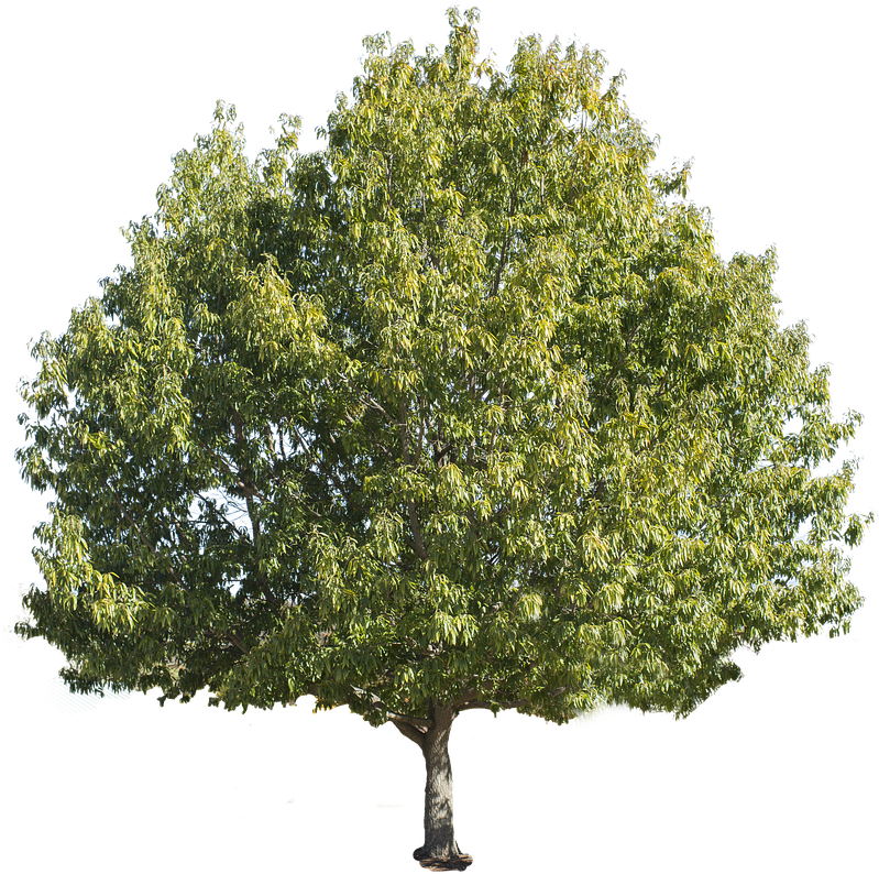 Tree-isolated - Chestnut Tree (600x602), Png Download
