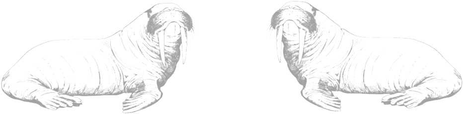 Walrus (1000x343), Png Download