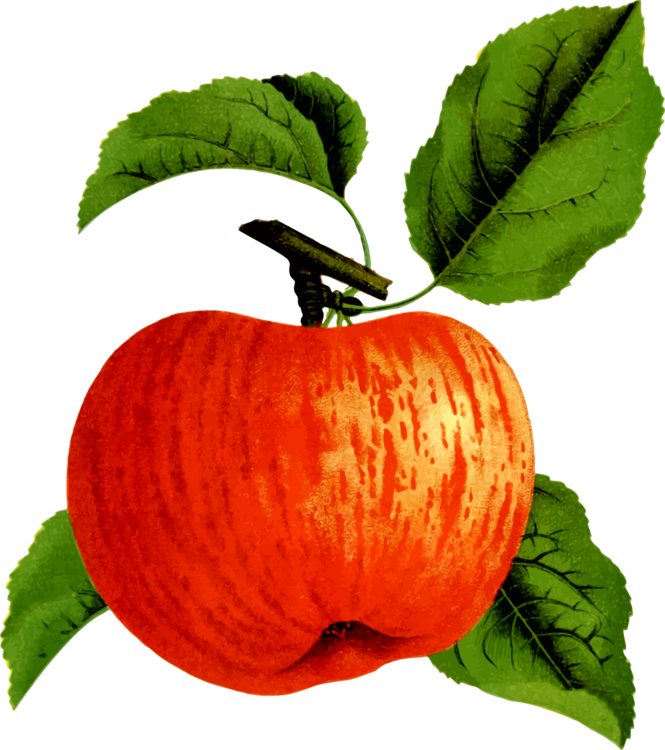 Apple Squash Food Orchard Calabaza - Clip Art (665x750), Png Download