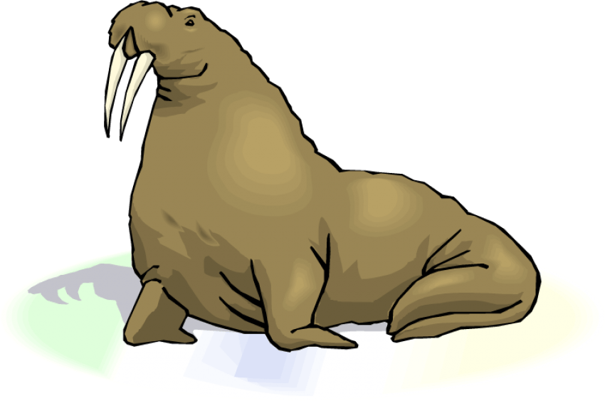 Free Png Walrus Transparent Images Png Png Images Transparent - Walrus With Transparent Background (850x563), Png Download