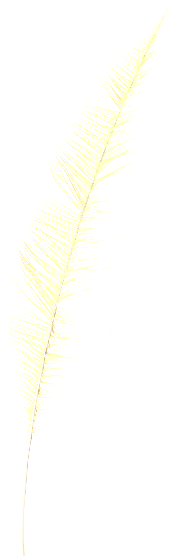 Fantasy Transparent Feather Png - Fern (1024x2048), Png Download