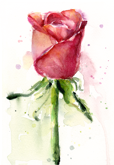 Bleed Area May Not Be Visible - Rose Watercolor (484x700), Png Download