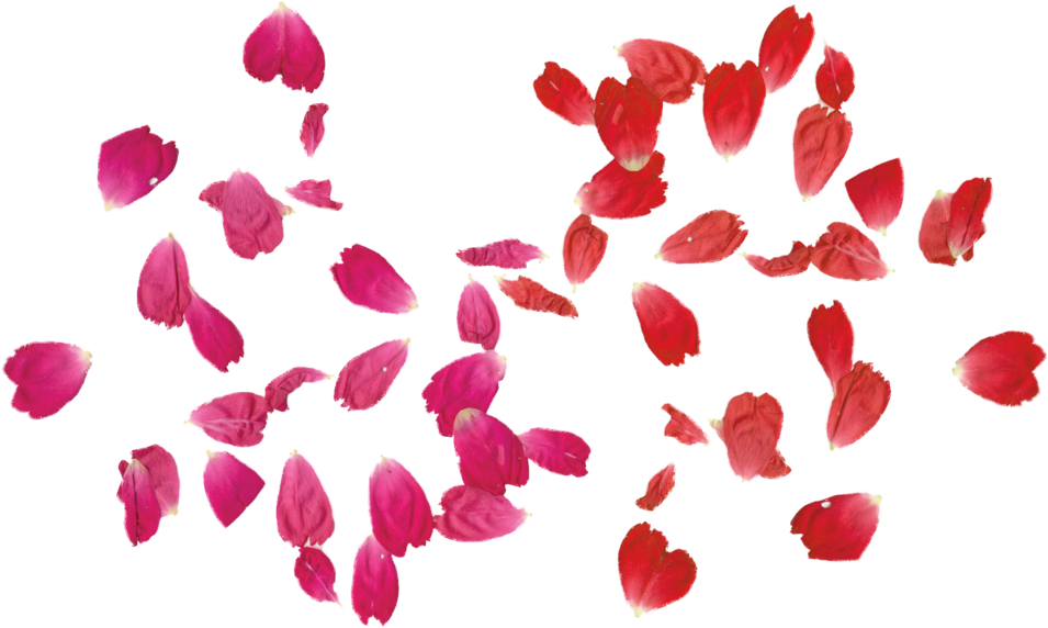 Rose Leaves, Png Tumblr, Adobe Photoshop - Draw A Rose Petal (1024x576), Png Download