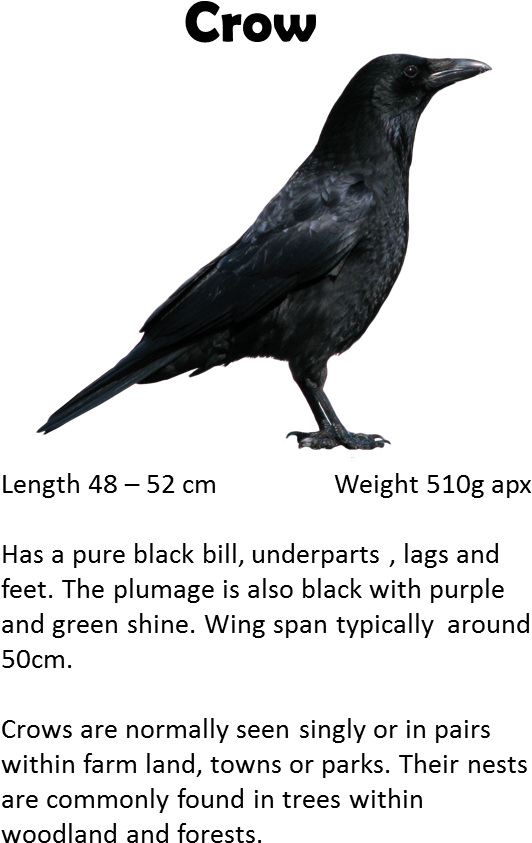 Download Parent Directory Saw You, From A Distance [book] Full Size