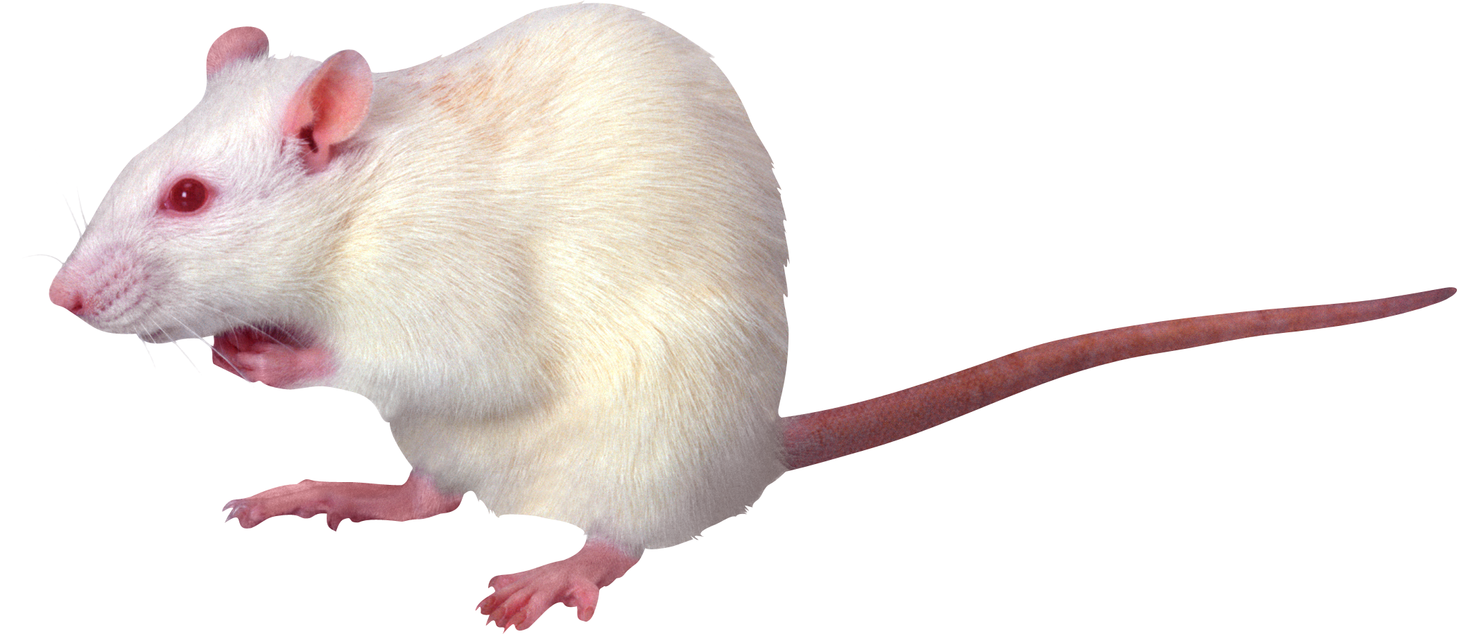 White Rat Png (2101x914), Png Download