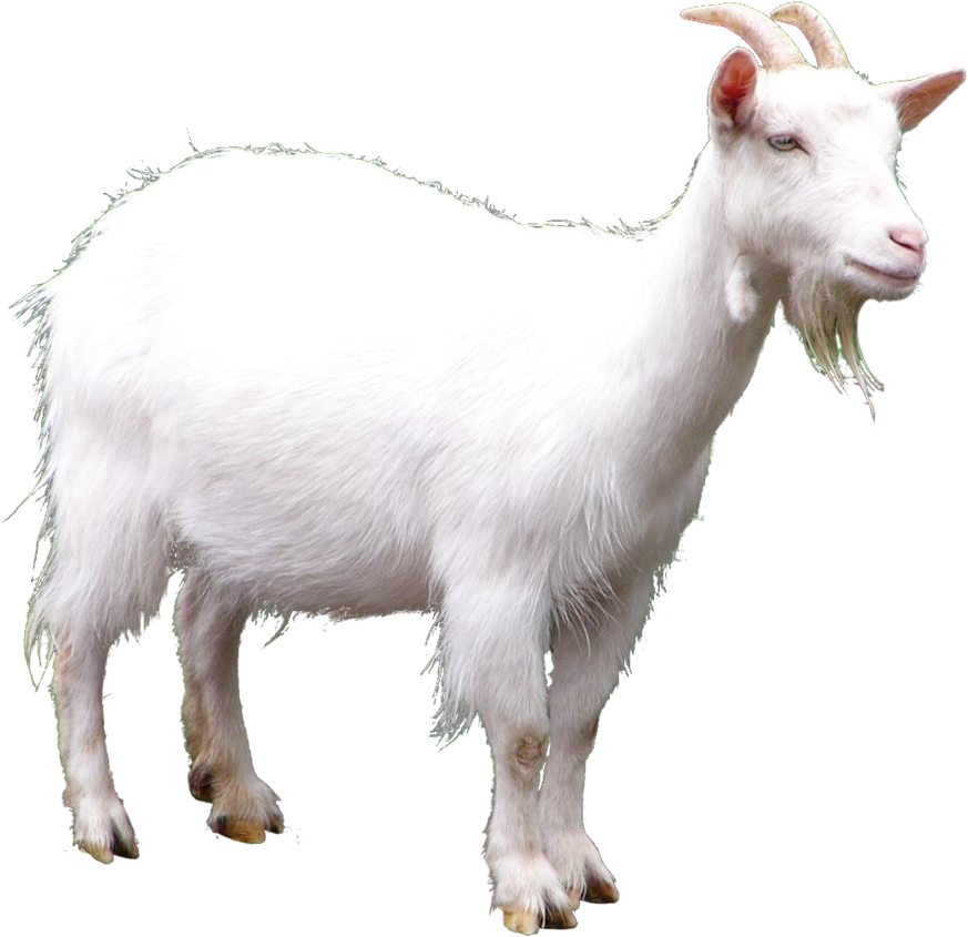 Goat Full - Goat Transparent (920x869), Png Download