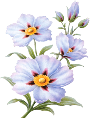 Картинки Цветы Png,gif - Painting (306x400), Png Download