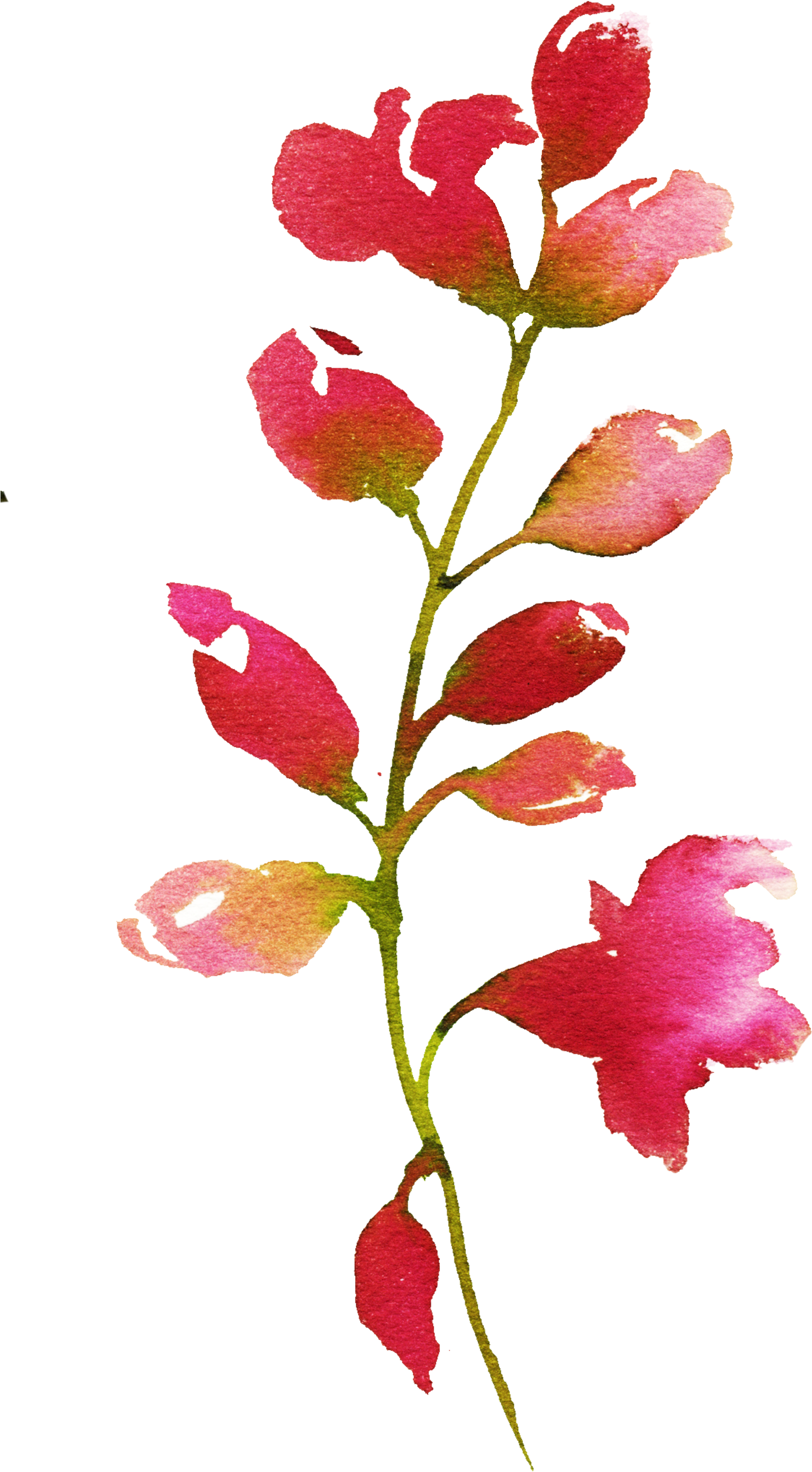 H712 - Beardtongue (1772x3000), Png Download