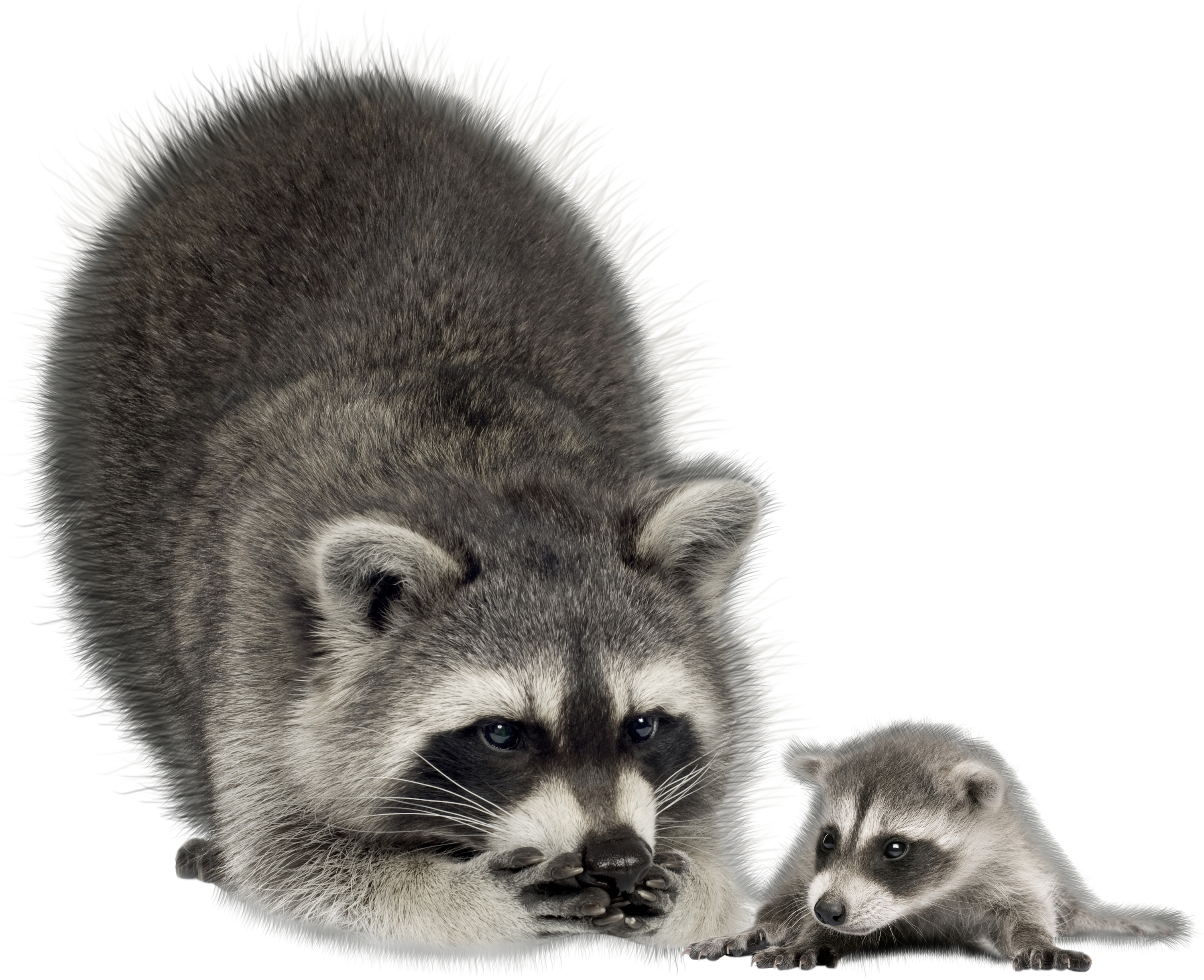Raccoon Transparent (3000x2442), Png Download