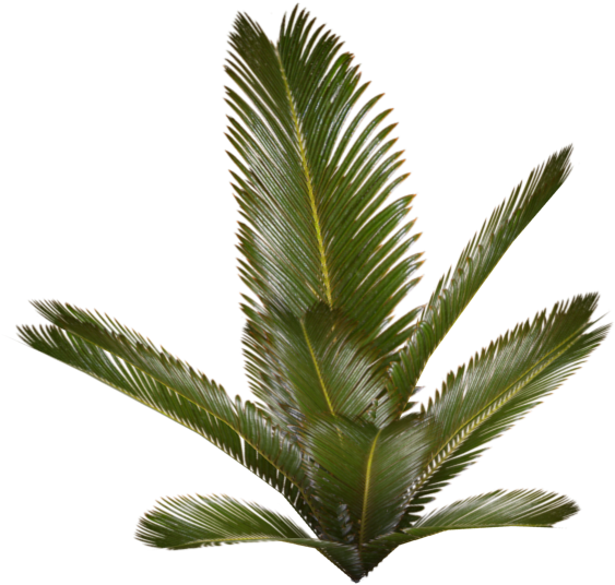 Palm Plant - Palm Plant Png (700x700), Png Download