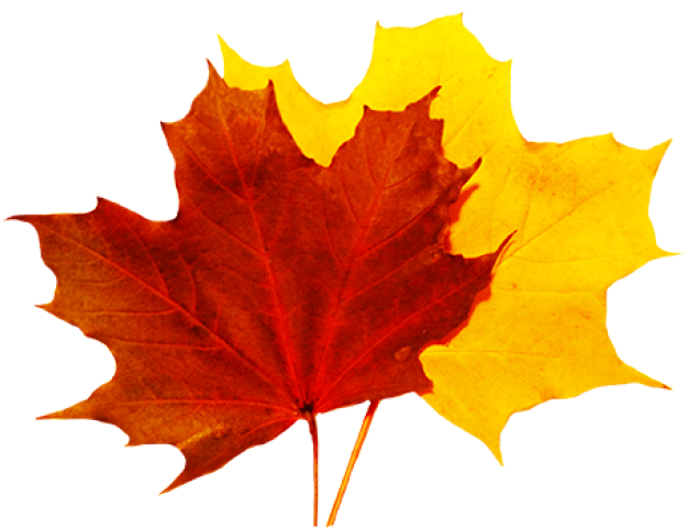 Fall Leaves Clip Art - Fall Leaves Transparent (472x349), Png Download