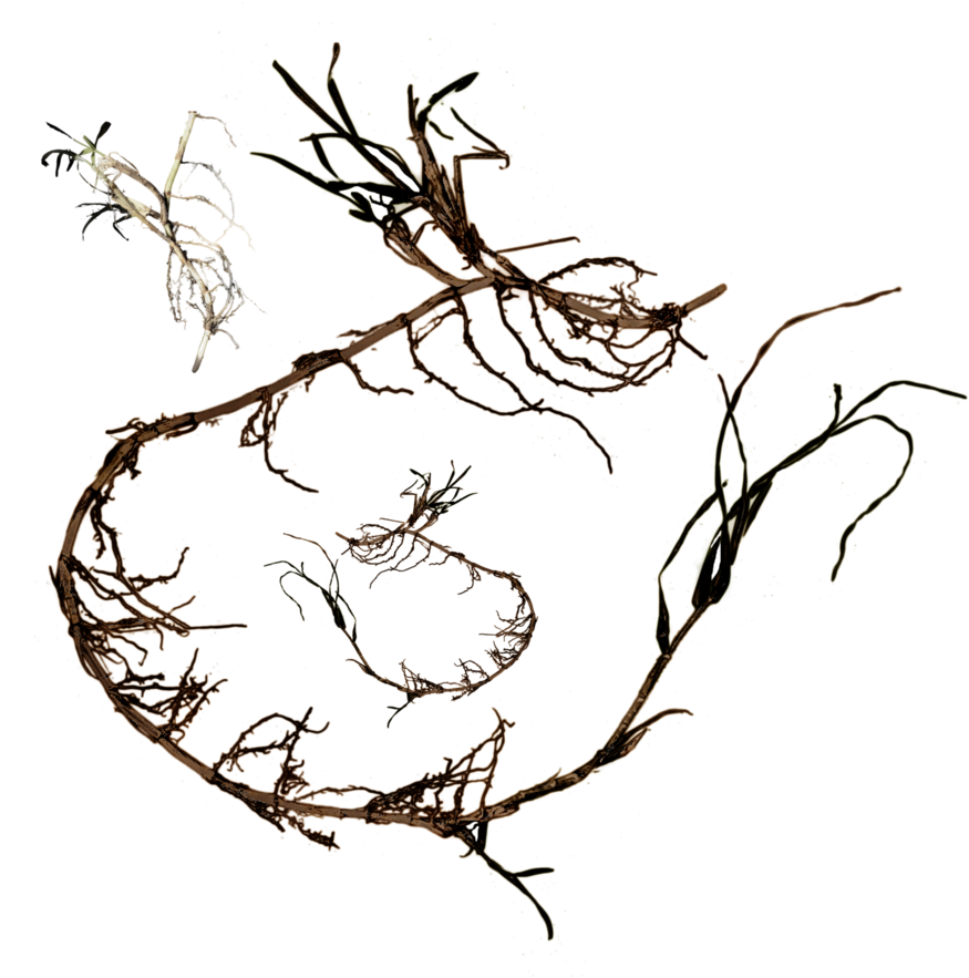 Grass Roots Png Clip Art Black And White - Portable Network Graphics (905x882), Png Download