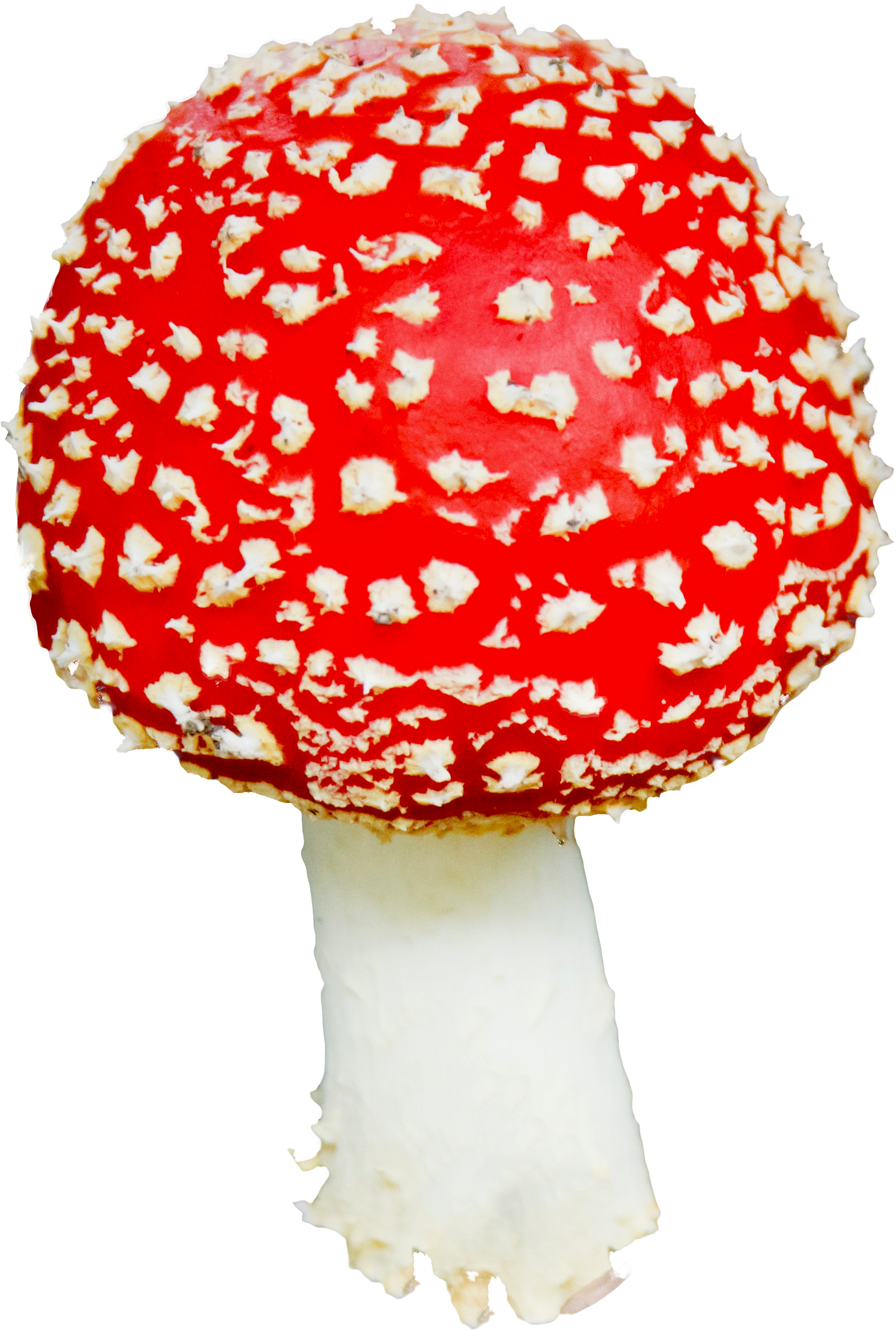 Mushroom Png Image (1674x2448), Png Download