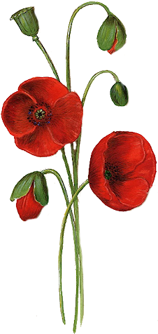 Tubes Fleurs (300x522), Png Download
