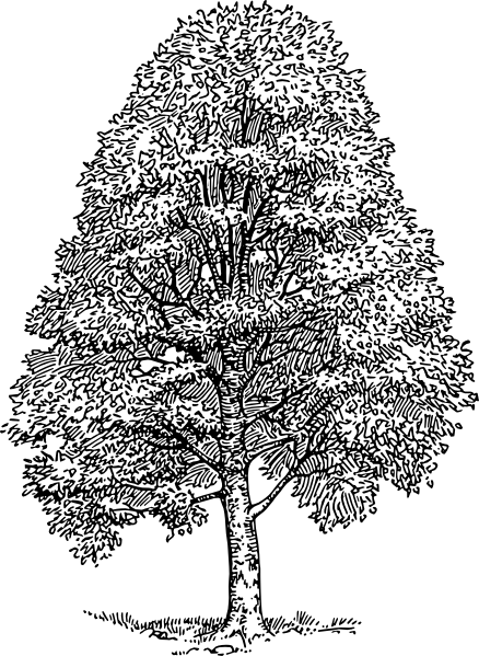 Free Vector Beech Tree Clip Art - Beech Tree Clipart (438x599), Png Download