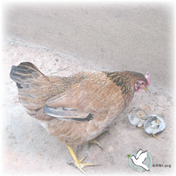 Posted December 15, - Rooster (350x350), Png Download