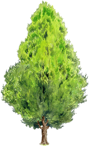 Black Locust Tree Painting Green Elements Transprent - Thuja Orientalis Png (530x530), Png Download