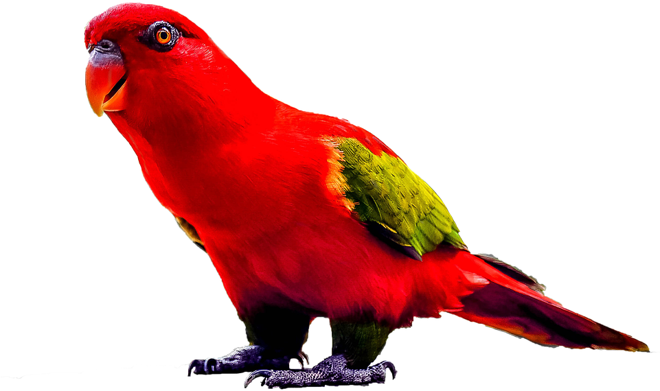 Download Parrot Png Transparent Images Transparent - Loro Rojo Png (960x687), Png Download