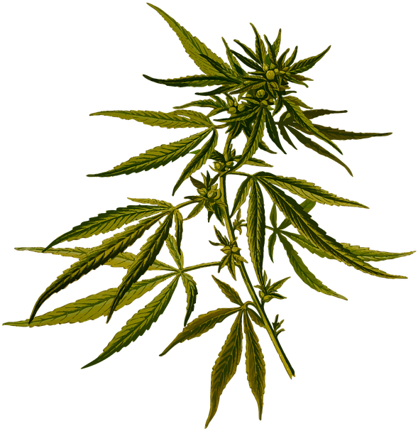 Cannabis Sativa (700x720), Png Download