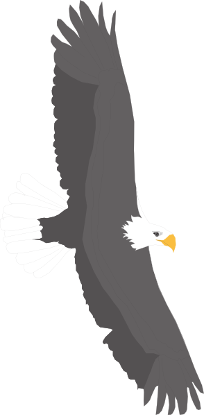 Soaring Bald Eagle Clip Art - Eagle (294x598), Png Download