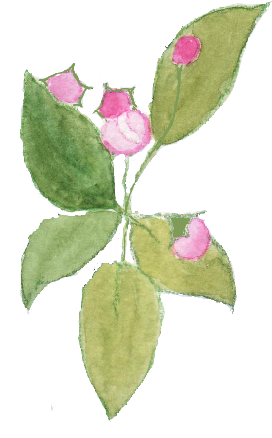 Sadly I Don't Think I Shall See Much Blossom On My - Evergreen Rose (596x905), Png Download