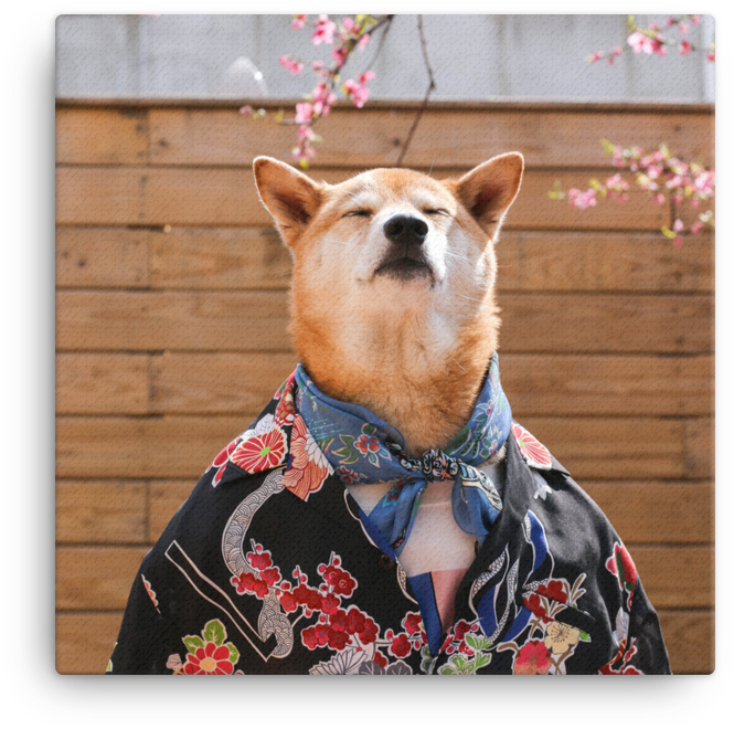 Mensweardog Cherry Blossom Canvas - Chú Chó Có Thần Thái (1000x1000), Png Download