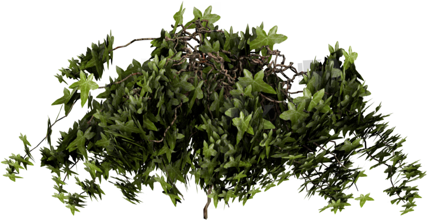 Png Royalty Free By Pixeltwist On Deviantart - Bush Png (900x675), Png Download