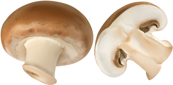 Sliced Brown Mushroom Png Clip Art Image - Champignon Mushroom (600x298), Png Download