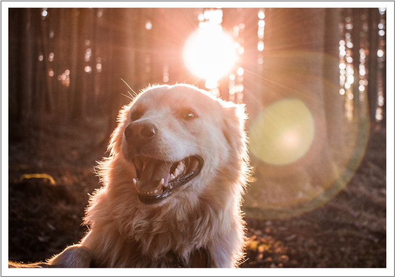 Lens Flare Happens When Stray Light Reflects On Some - Dog (800x570), Png Download