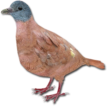 Blue-headed Wood Dove (366x363), Png Download