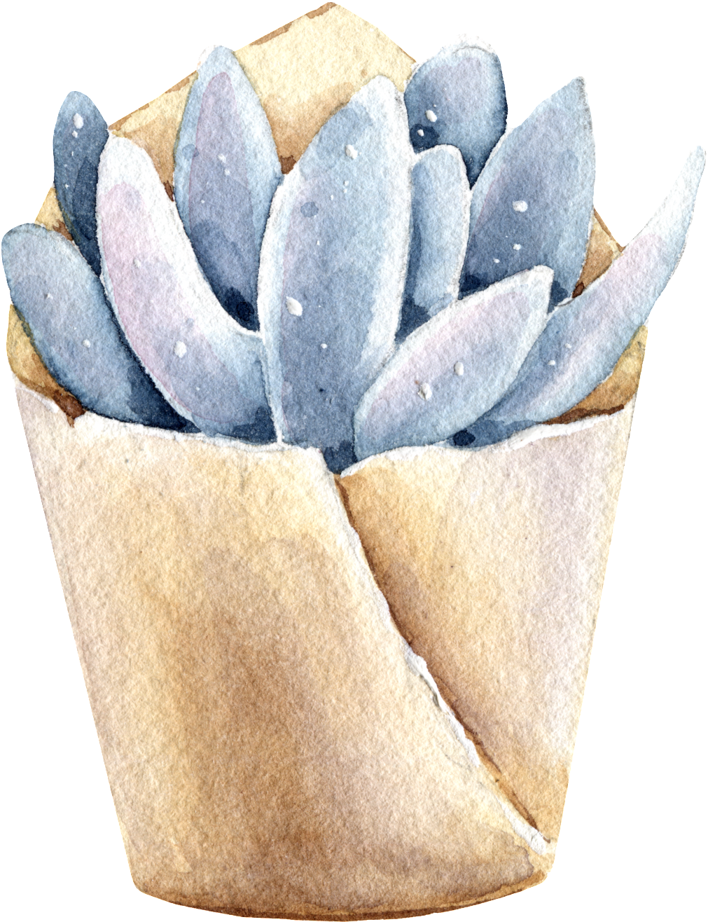 Succulents Hand Painted Watercolors Of Transparent - Watercolor Painting (1024x1327), Png Download