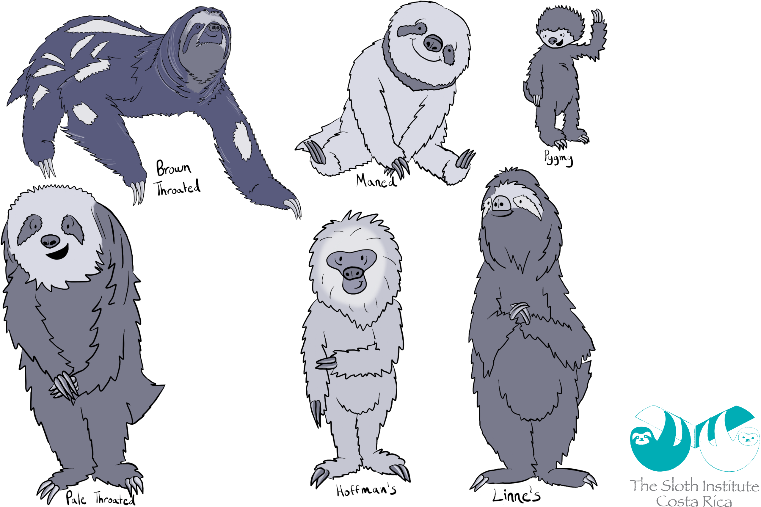 Download An Illustration Of Sloth Types - Sloth Love Costa Rica - Full