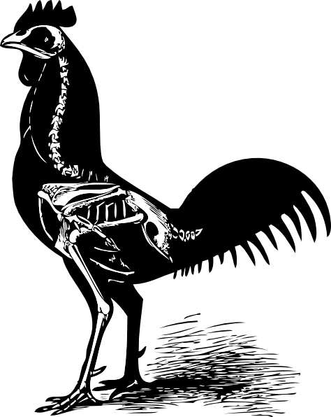 Chicken Skeleton (474x596), Png Download