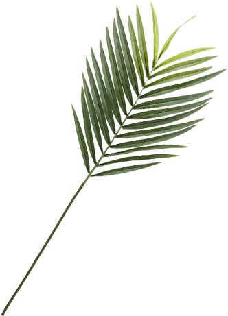 Faux Phoenix Palm Leaf (350x476), Png Download