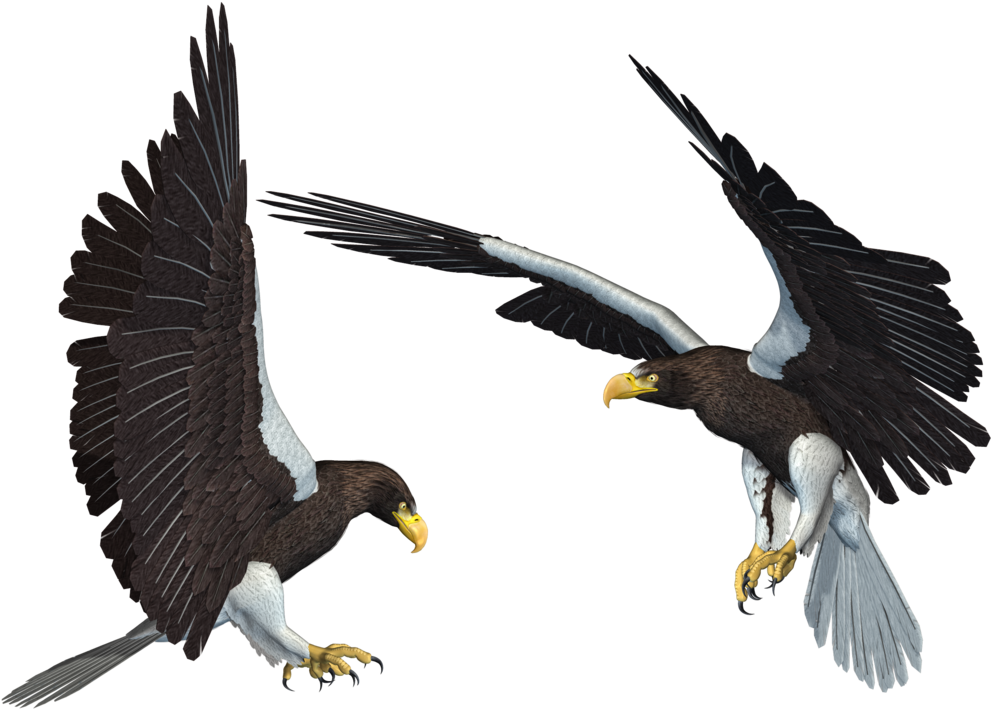Bald Eagle Png Transparent Picture - Eagle Wallpaper Png (1024x768), Png Download