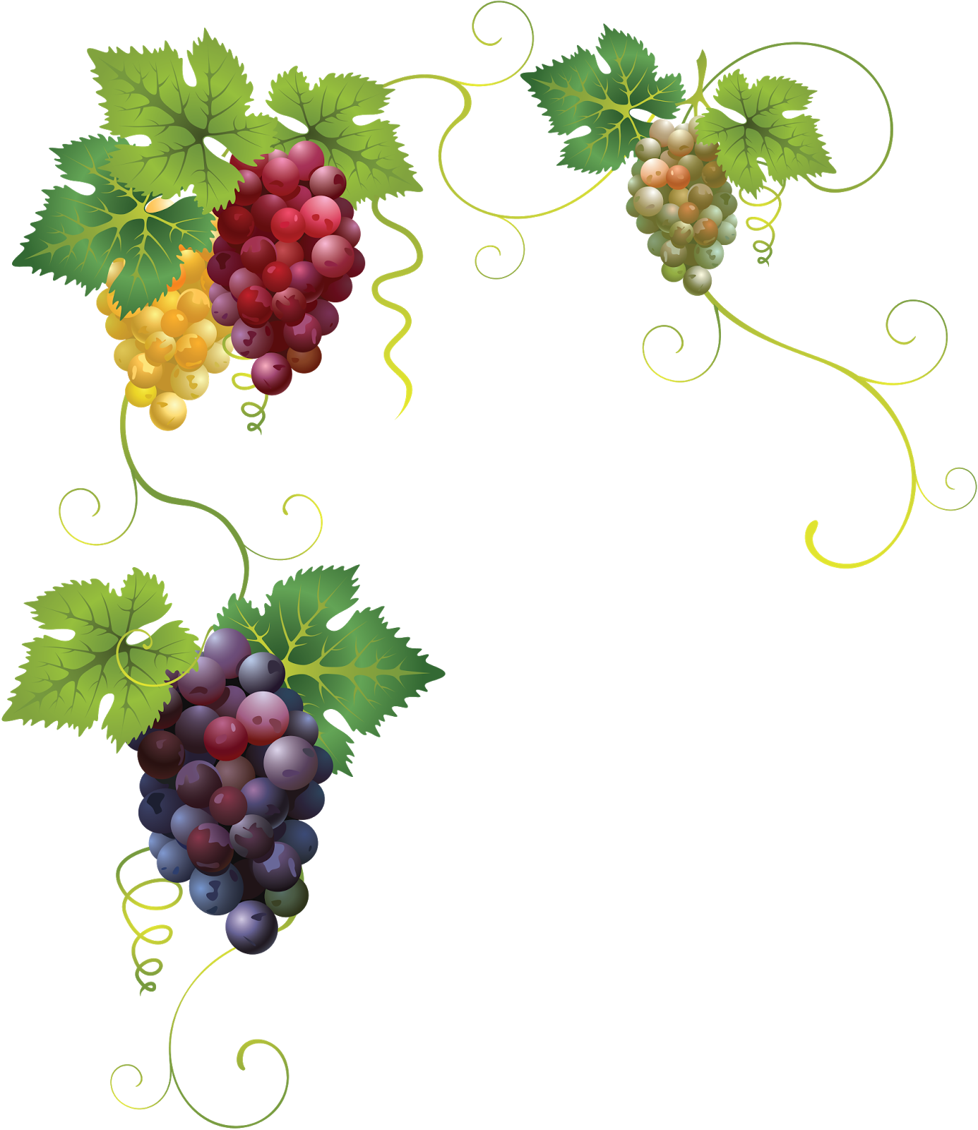 Uvas Negras Png Winogrona - Variedades De Uvas Tintas (1385x1600), Png Download