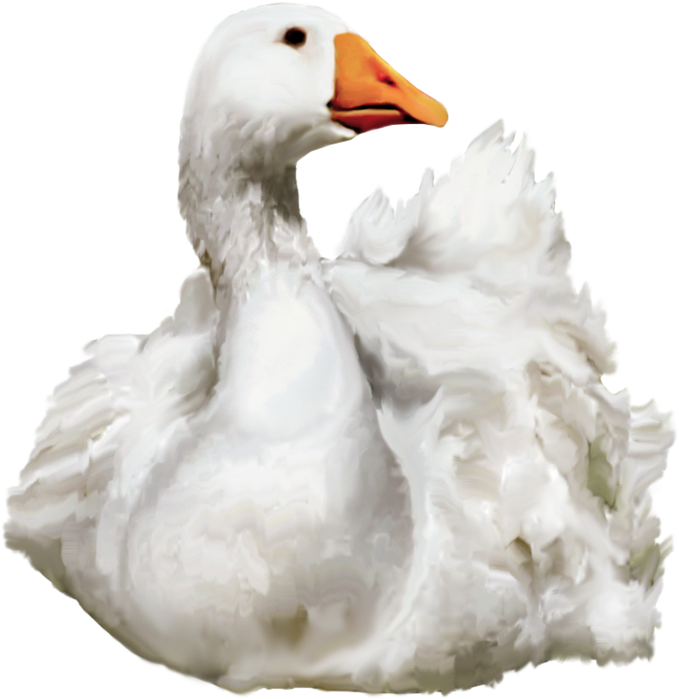 Duck Png - Water Duck Png (775x800), Png Download
