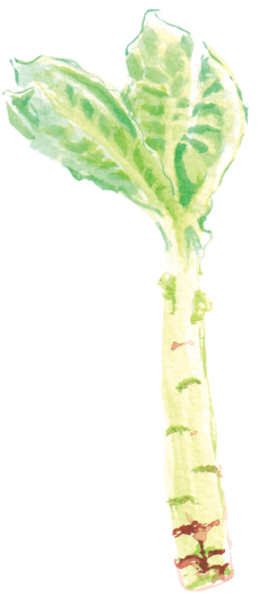 File - 萵筍greenbamboo - Celtuce (265x600), Png Download