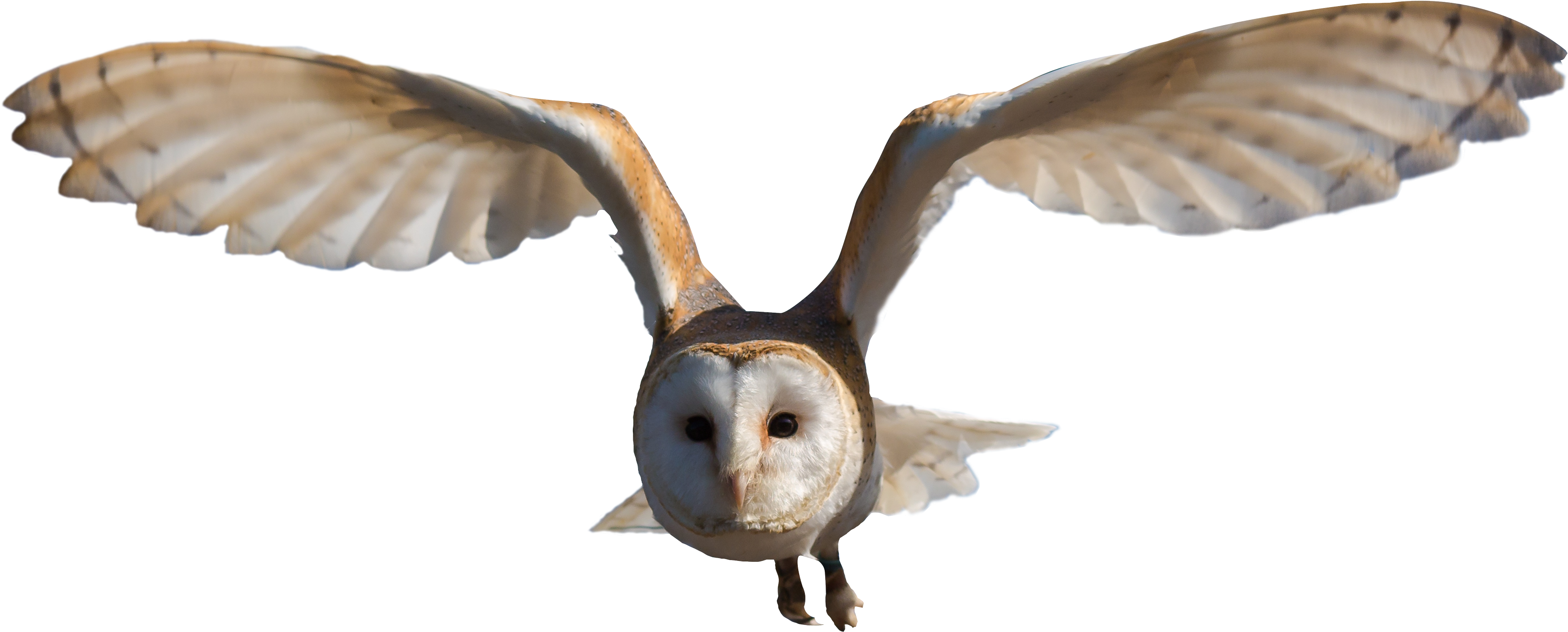 Owl Flying Hd Png - Barn Owl Png (3400x1481), Png Download
