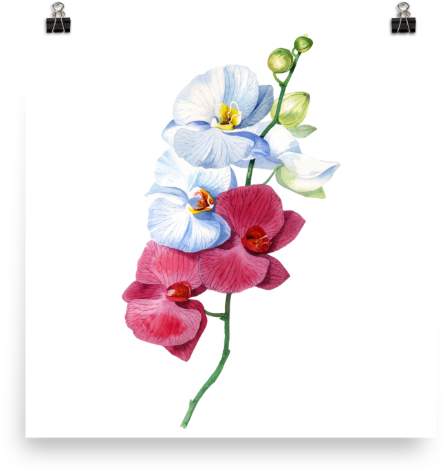 Bright And Colourful Orchid Watercolour Matte Poster - Orchid Watercolour (1000x1000), Png Download