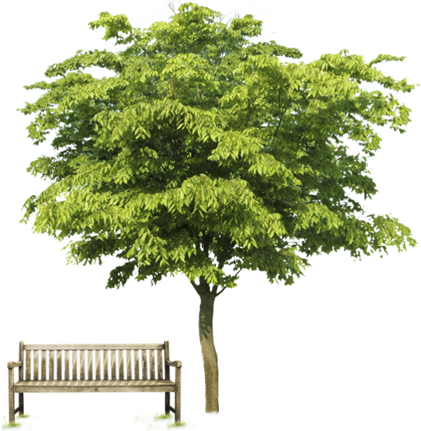 Tubes Arbre - Psd (600x615), Png Download