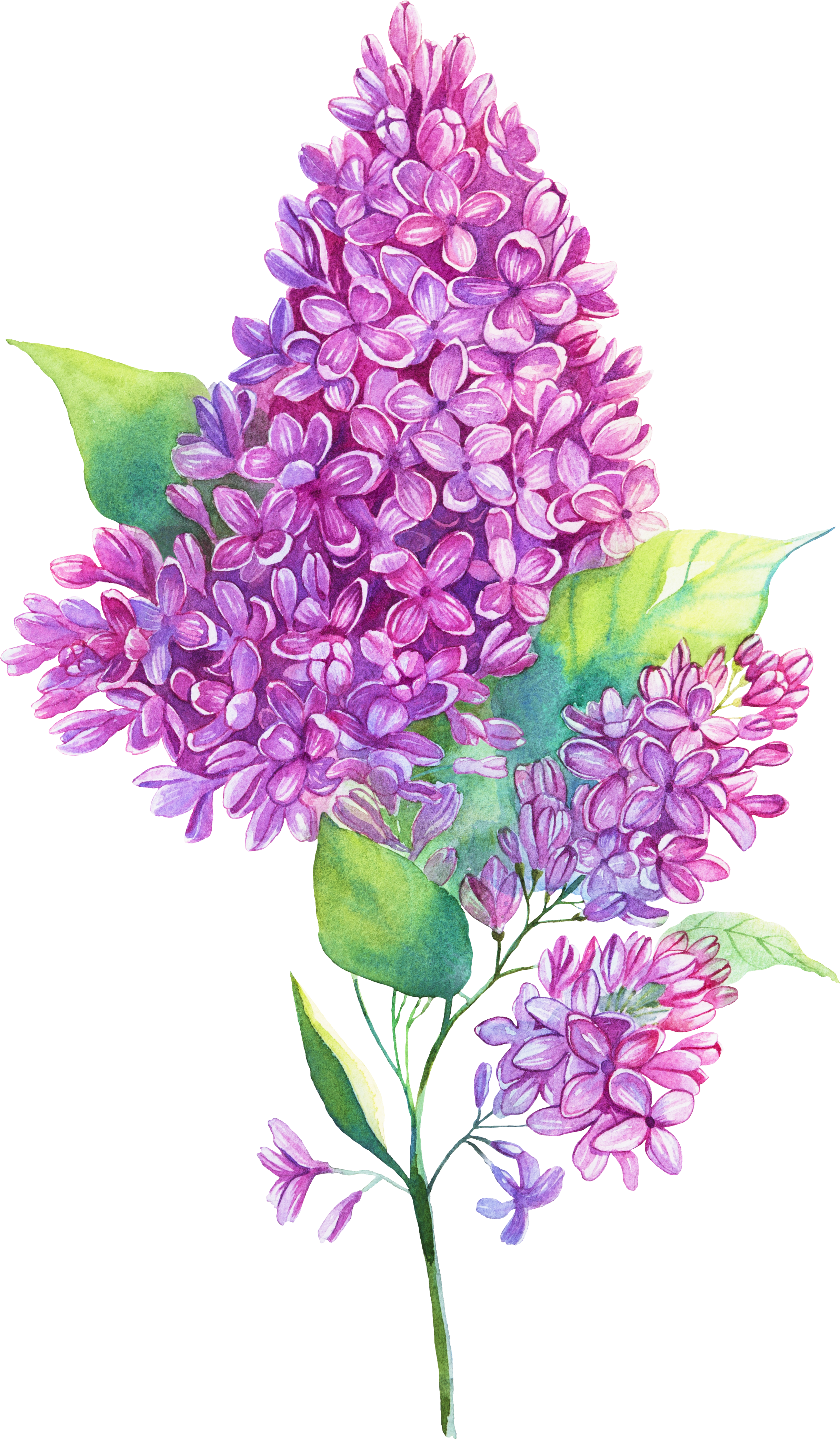 Jpg Royalty Free Edelweiss Drawing Purple Hyacinth - Flower Lilac Illustration Png (2609x4401), Png Download