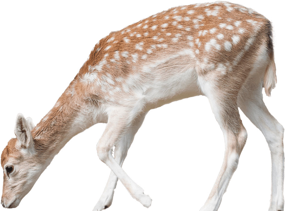 Fallow National Zoo Aquarium - Fallow Deer Png (1053x727), Png Download