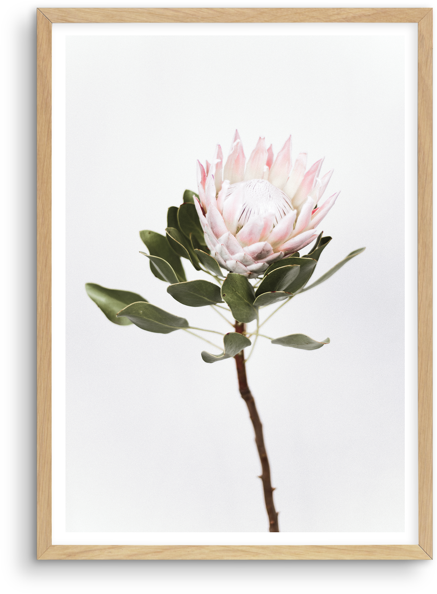 Vintage Protea Vintage Protea - Sugarbushes (1874x2336), Png Download