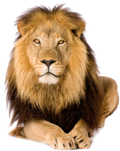 Contourhead-lion - Lion With White Background (347x346), Png Download