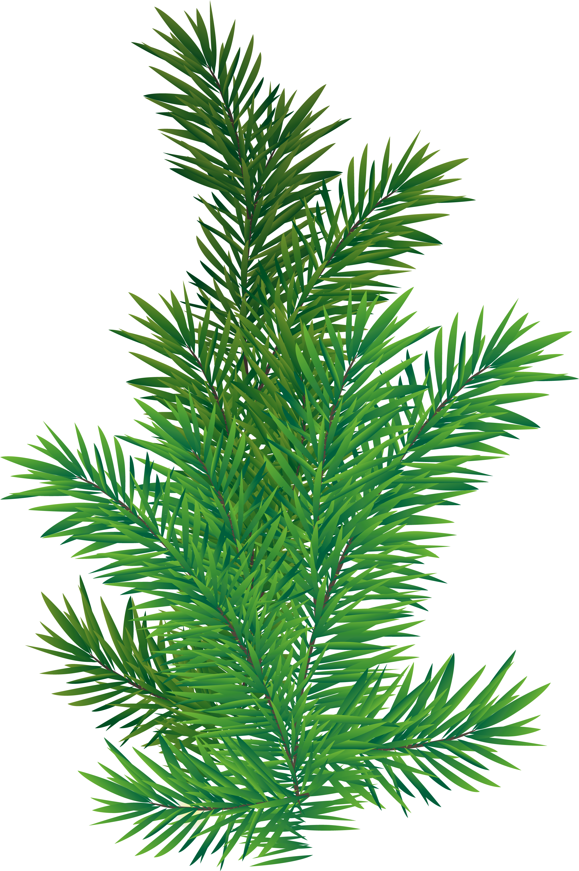 0, - Pine Tree Branch Png (416x600), Png Download